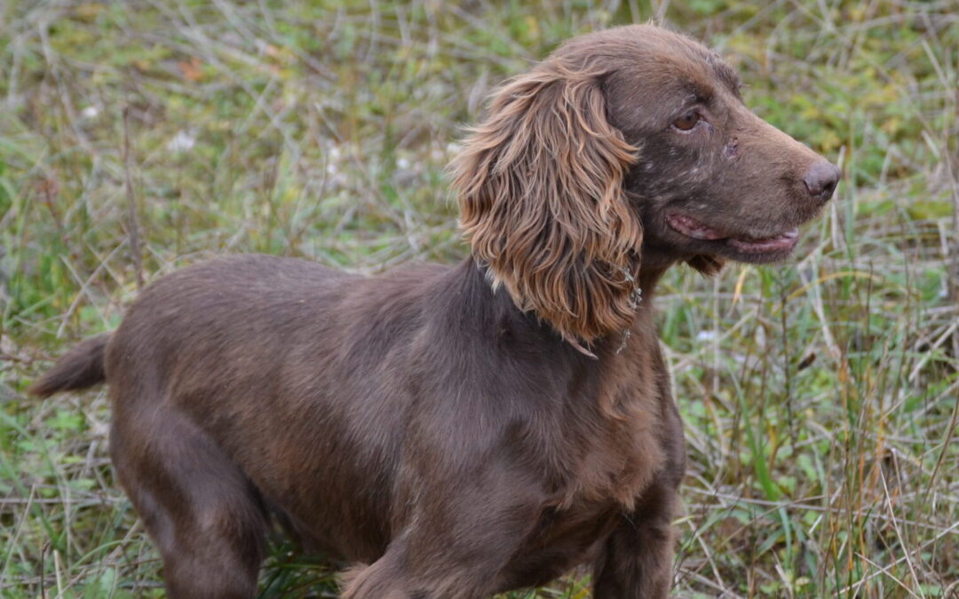 Purdey of Glharama dite « Peps » -Retraitée