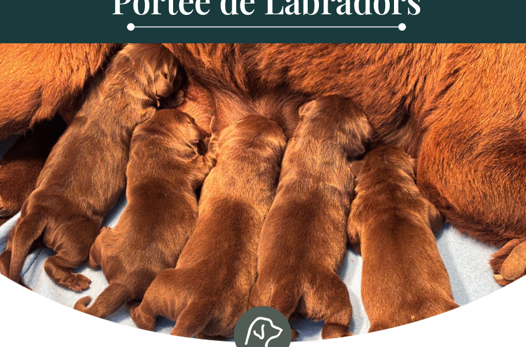 Prochains chiots Labradors en lignée de Beauté à naître mi-octobre