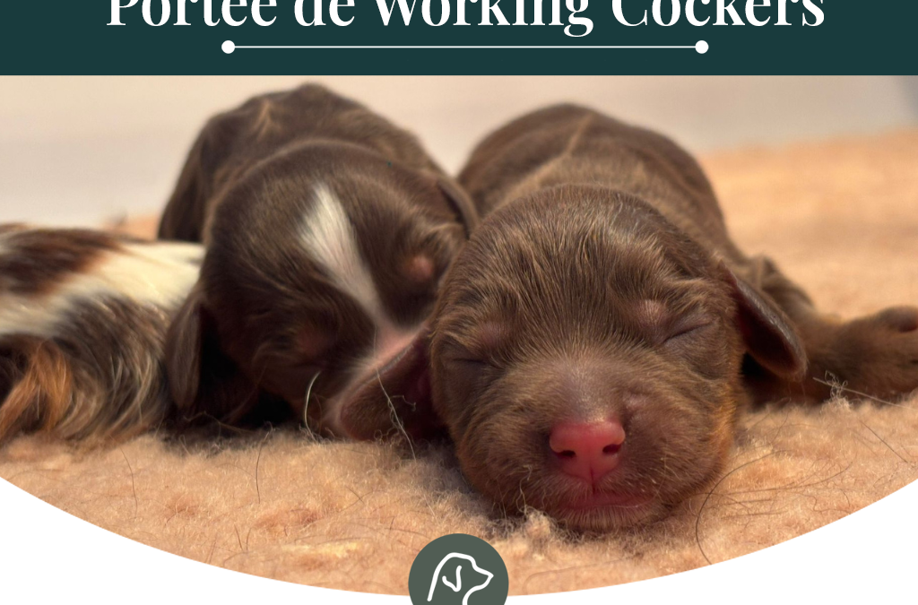 Working Cockers : portée de Unn et Aston
