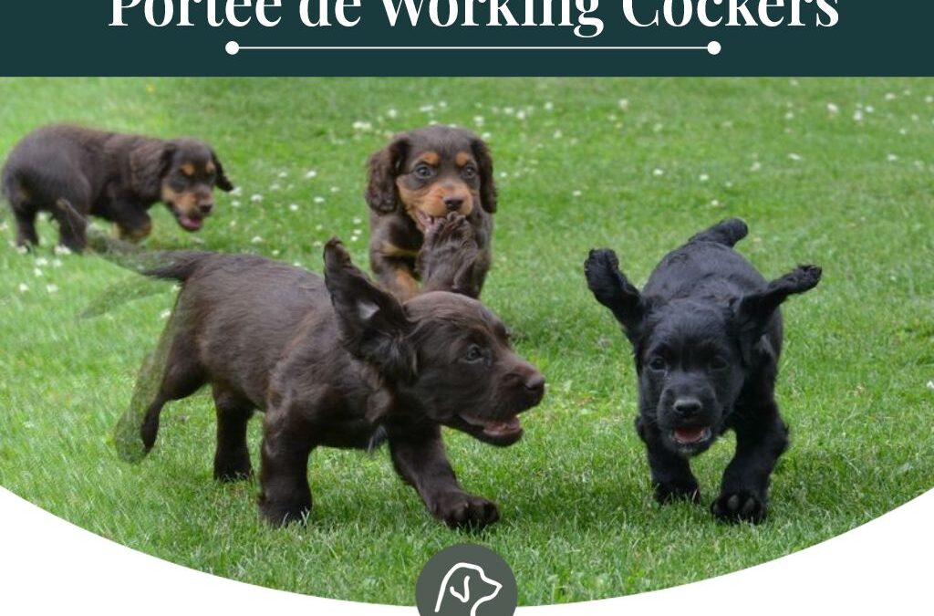 Prochains chiots Working Cocker à naître, fin mai 2026