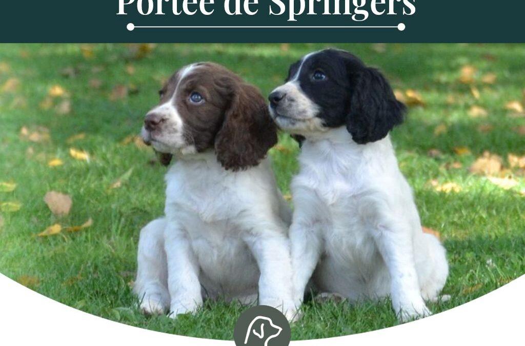 Prochains chiots English Springer Spaniel à naître durant l&rsquo;été 2026