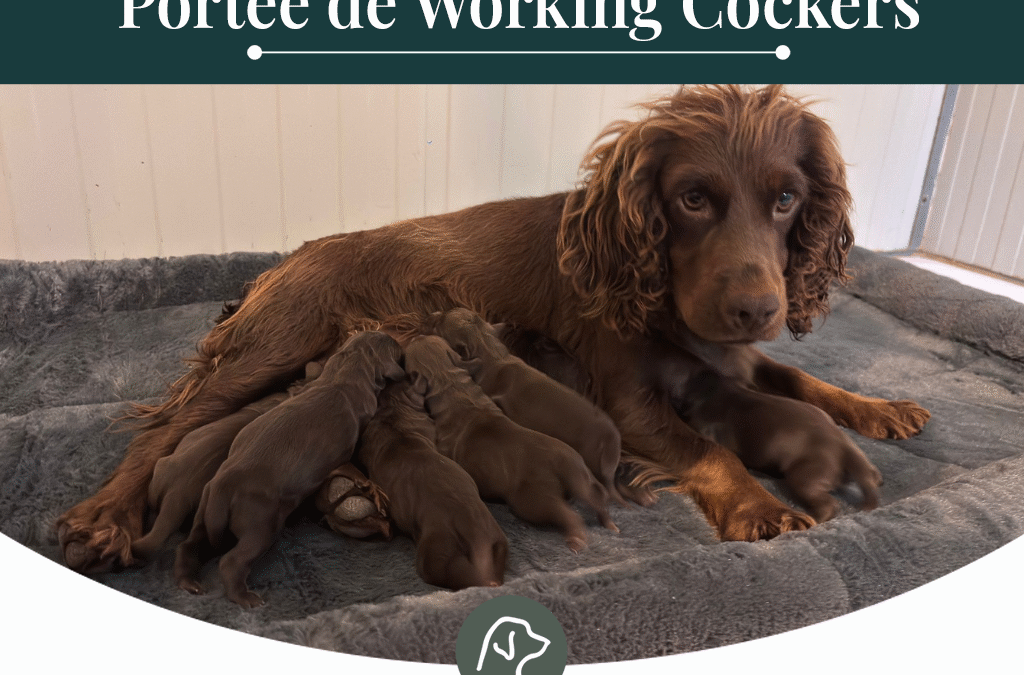 Working Cocker : portée de Ariane et Taku