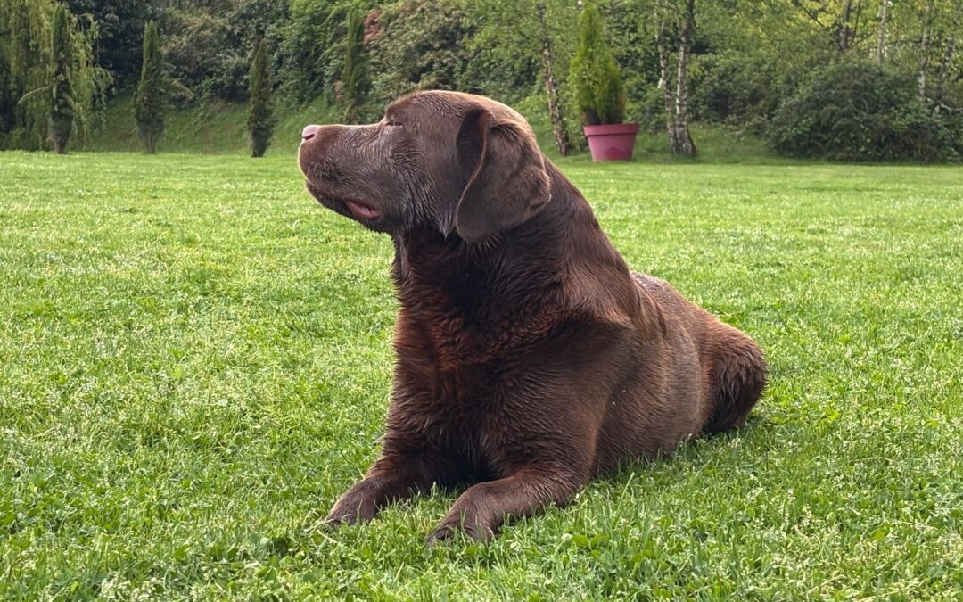 Sologne Hunters&rsquo; Thor