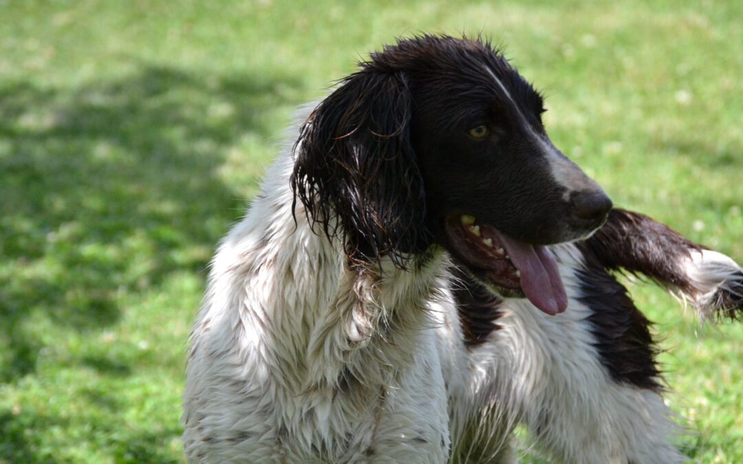 Sologne Hunters&rsquo;s Ulka