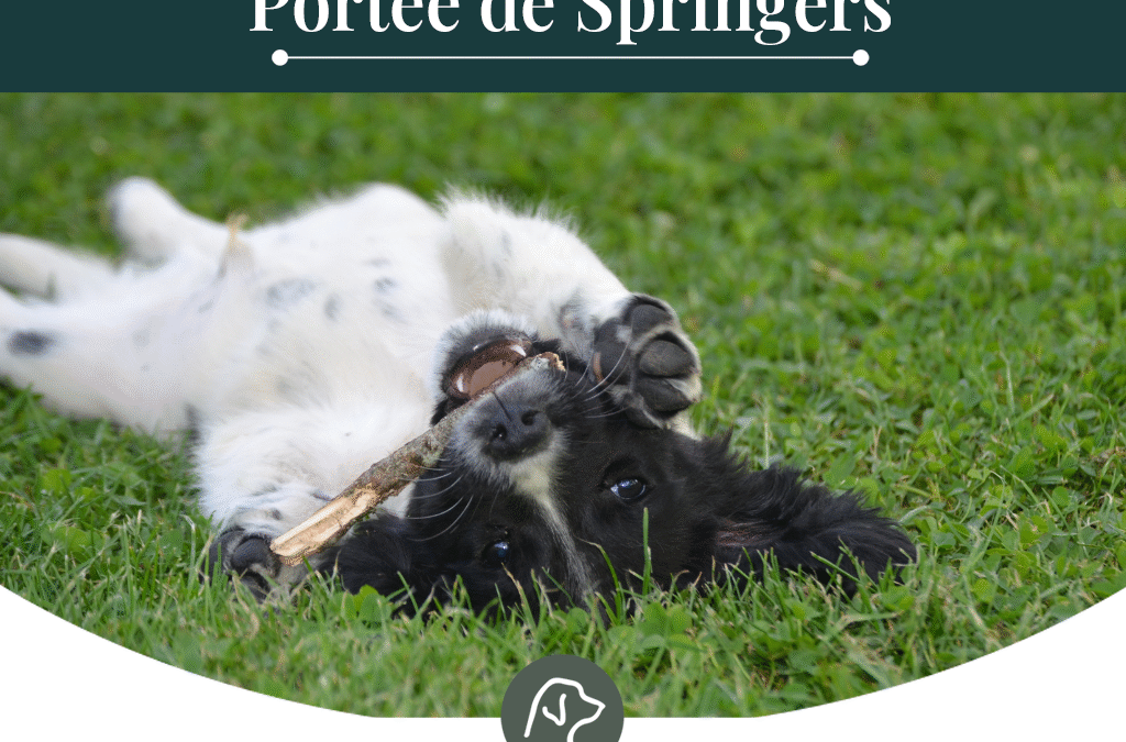 lignée de travail: chiots de Vega et Toast