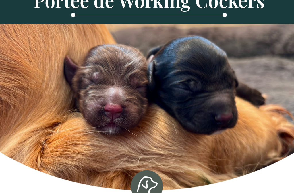Working Cocker : Portée de Buzz et Taku