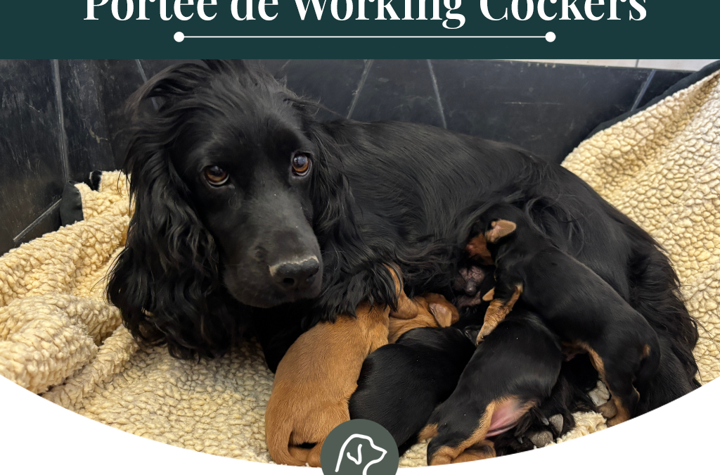 Working Cocker : Portée de Anis et Aston