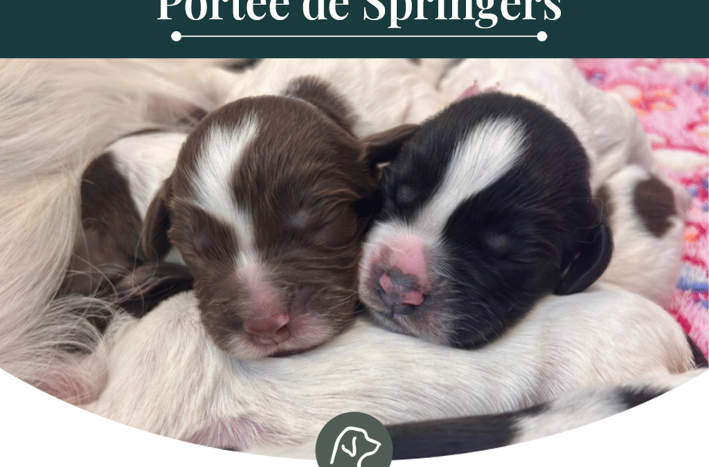 Lignée de travail: chiots de Star et Toast