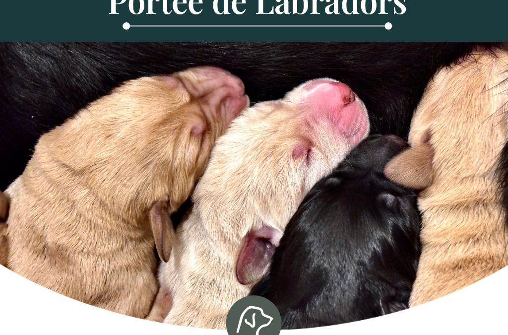 Prochains chiots Labradors en lignée de travail à naître, mi juin 2026