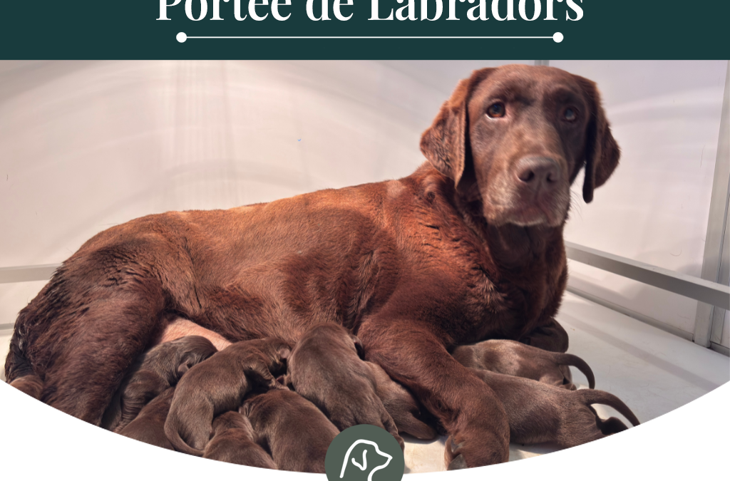en lignée de Beauté : Samba et Thor